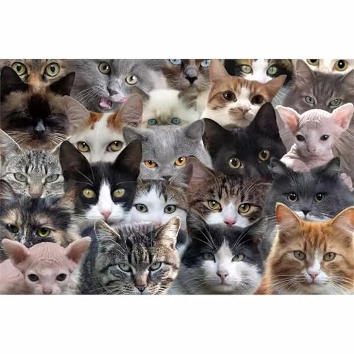 Puzzle für Erwachsene 1000 Teile Süße Tierkatze, 75 x 50 cm Puzzles für Erwachsene Pädagogisches Spiel Herausforderung Spielzeug 1000 Teile, Puzzle Erwachsene Anspruchsvoll Puzzle für Erwachsene 1000 Teile Süße Tierkatze, 75 x 50 cm Puzzles für Erwachsene Pädagogisches Spiel Herausforderung Spielzeug 1000 Teile, Puzzle Erwachsene Anspruchsvoll von QiHon