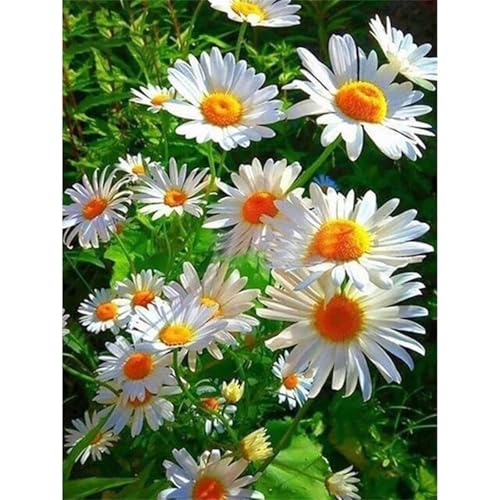 Puzzle für Erwachsene 1000 Teile Weiße Gänseblümchen, 75 x 50 cm Puzzles für Erwachsene Pädagogisches Spiel Herausforderung Spielzeug 1000 Teile, Puzzle Erwachsene Anspruchsvoll Puzzle für Erwachsene 1000 Teile Weiße Gänseblümchen, 75 x 50 cm Puzzles für Erwachsene Pädagogisches Spiel Herausforderung Spielzeug 1000 Teile, Puzzle Erwachsene Anspruchsvoll von QiHon