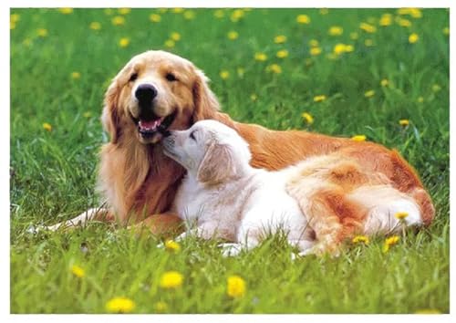 Puzzle für Erwachsene 500 Teile Süße Hunde Golden, 52 x 38 cm Puzzles für Erwachsene Pädagogisches Spiel Herausforderung Spielzeug 500 Teile, Puzzle Erwachsene Anspruchsvoll Puzzle für Erwachsene 500 Teile Süße Hunde Golden, 52 x 38 cm Puzzles für Erwachsene Pädagogisches Spiel Herausforderung Spielzeug 500 Teile, Puzzle Erwachsene Anspruchsvoll von QiHon