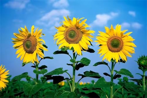 Puzzles für Erwachsene 1000 Teile, Sonnenblume Artwork Puzzle 75 x 50 cm, Bunte DIY-Puzzles für Heimdekoration Familienpuzzle für Einsteiger und Kinder von QiHon