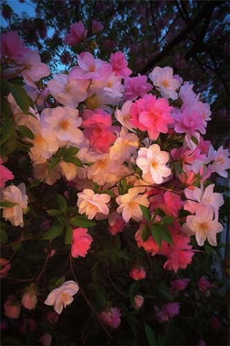 Puzzles für Erwachsene 700 Teile, Pink Flowers Artwork Puzzle 52 x 38 cm, Bunte DIY-Puzzles für Heimdekoration Familienpuzzle für Einsteiger und Kinder Puzzles für Erwachsene 700 Teile, Pink Flowers Artwork Puzzle 52 x 38 cm, Bunte DIY-Puzzles für Heimdekoration Familienpuzzle für Einsteiger und Kinder von QiHon