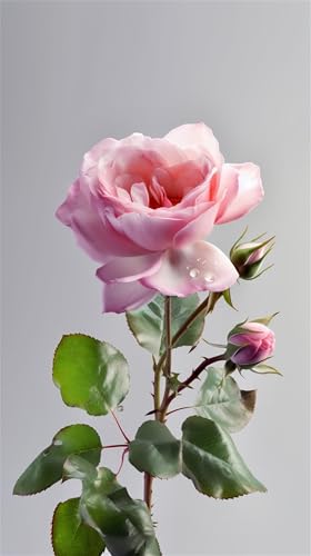 Puzzles für Erwachsene 700 Teile, Pink Roses Artwork Puzzle 52 x 38 cm, Bunte DIY-Puzzles für Heimdekoration Familienpuzzle für Einsteiger und Kinder von QiHon