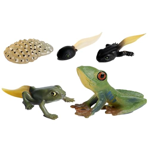Qizeroty Insekten-Lebenszyklus-Spielzeug, Frühpädagogisches Tierspielzeug – Kreativ Und Unterhaltsam, Fördert Die Kognitiven Fähigkeiten Von Kindern Geeignet Für Kinder Ab 3 Jahren (04) von Qizeroty