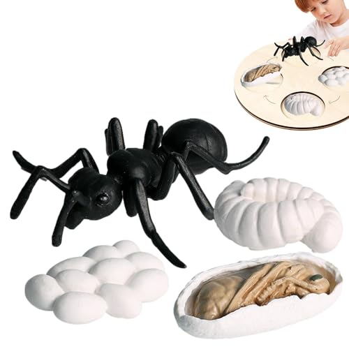 Qizeroty Insekten-Lebenszyklus-Spielzeug, Frühpädagogisches Tierspielzeug – Kreativ Und Unterhaltsam, Fördert Die Kognitiven Fähigkeiten Von Kindern Geeignet Für Kinder Ab 3 Jahren (Arbeiterameisen) Qizeroty Insekten-Lebenszyklus-Spielzeug, Frühpädagogisches Tierspielzeug – Kreativ Und Unterhaltsam, Fördert Die Kognitiven Fähigkeiten Von Kindern Geeignet Für Kinder Ab 3 Jahren (Arbeiterameisen) von Qizeroty