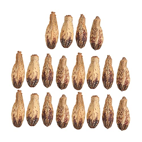 Qukaim 5 Beutel Papagei Kauen Nüsse, Getrocknete Nüsse für Vögel, Langeweile lindern und Schnabel schärfen, Home Dekorative Kauspielzeug für Papageien und andere Vögel Qukaim 5 Beutel Papagei Kauen Nüsse, Getrocknete Nüsse für Vögel, Langeweile lindern und Schnabel schärfen, Home Dekorative Kauspielzeug für Papageien und andere Vögel von Qukaim