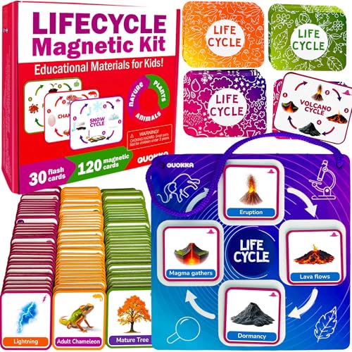 QUOKKA Lifecycle Magnet-Kit – Lernmaterialien für Kinder von Quokka