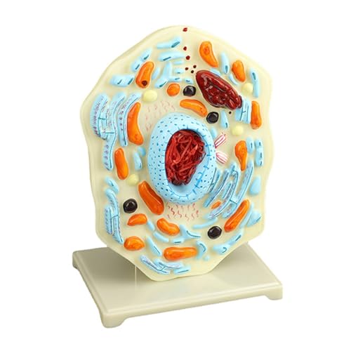 Zellanatomie-Modell, Biologie, Wissenschaftsmodelle, Lernhilfe, Tierlehrwerkzeug für Klassenzimmer, Anatomie, Wissenschaft, Tierlehrhilfe von RETUOLWAG
