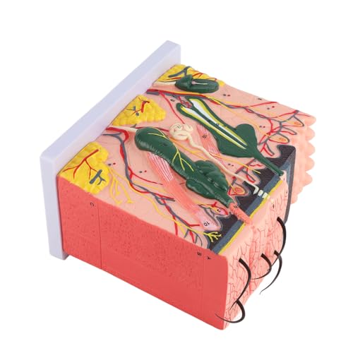 50x 3D menschliches Hautmodell | Anatomie -Unterrichtshilfe für Klassenzimmer/Labor | PVC -Material, 25 Diagrammetiketten | Zeigt Haarfollikel und Schweißdrüsen von REXVTNS