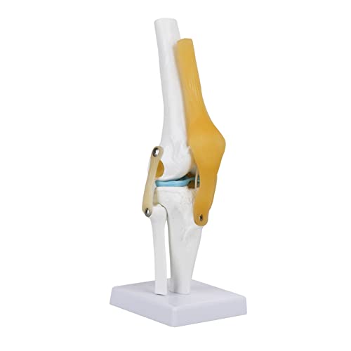 Life Size Human Knee Joint Model | PVC Skeleton Anatomy Study with Ligament | Demonstrates Bending/Stretching/Rotation | 32cm for Healthcare Students/Hobbyists von REXVTNS