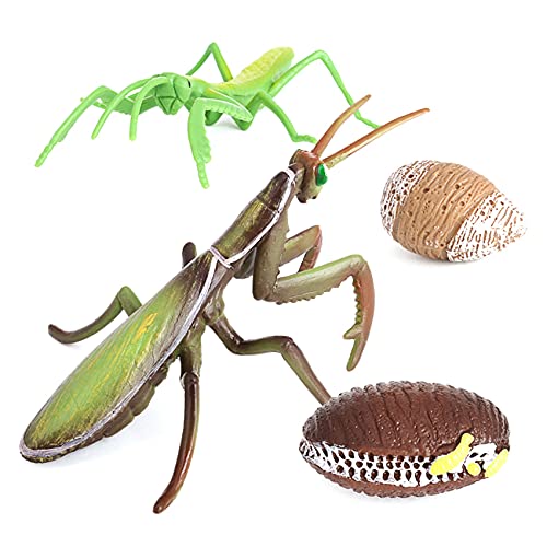 RIYAN Gottesanbeterin Wachstums Zyklus Insekten Lebens Zyklen Tier Modell Kind Vorschule Biologie Spielzeug Lehrmittel 2430 von RIYAN