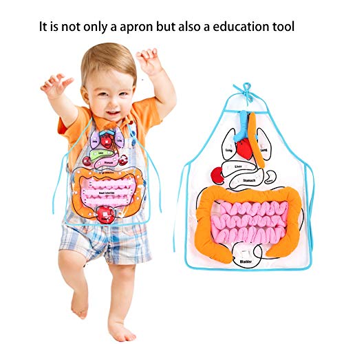 RIZGHWOY Bildungsspielzeug für Bildungsorgan -Schürze, Farbenfrohes Abnehmbares Utensil für das Verständnis der Körperstruktur, Pvclint -Material, Ideal für die Intellektuelle Entwicklung von Kindern von RIZGHWOY