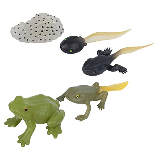 RIZGHWOY Ranidae Wachstumszyklus Modell Miniatursimulation Tierspielzeug, Exquisite Verarbeitung und Langlebiges Material für Lernen und Spielen von RIZGHWOY