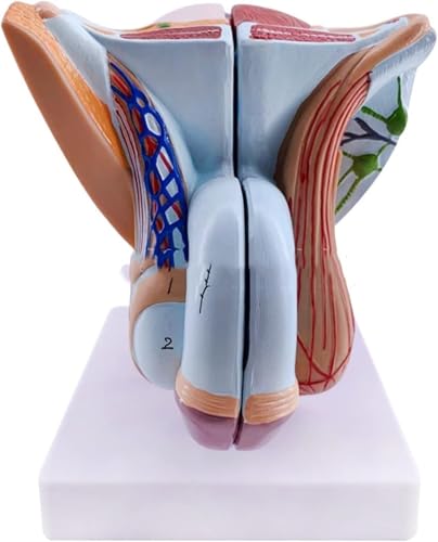 Anatomisches Modell des menschlichen männlichen Genitalsystems, Beckenmuskelmodell, pädagogisches Trainingsmodell der männlichen Genitalorgane, Lebensgröße, 4-teilig, for die Demonstration der medizin von RMJEZTQD