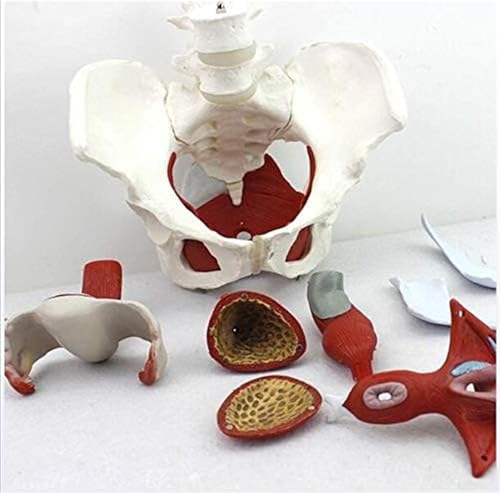 Anatomisches Modell des weiblichen Beckens, weibliches Beckenmodell mit Beckenbodenmuskulatur und abnehmbaren Organen, Dammmodell, weibliches Anatomiemodell for den naturwissenschaftlichen Unterricht, von RMJEZTQD