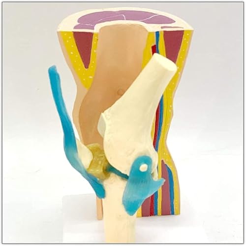 Flexibles, funktionelles Kniegelenkmodell des Menschen, Anatomie des Kniegelenkmuskels und der Haut, menschliches Skelett, Gelenkbewegungsbänder, anatomisches Lehrmodell zur Patientenaufklärung und fo Flexibles, funktionelles Kniegelenkmodell des Menschen, Anatomie des Kniegelenkmuskels und der Haut, menschliches Skelett, Gelenkbewegungsbänder, anatomisches Lehrmodell zur Patientenaufklärung und fo von RMJEZTQD