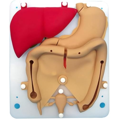 Medical gift Trainingsmodul for laparoskopische Chirurgie, Silikonorganmodell des Harnsystems, laparoskopischer Trainer for Silikonorgane im Verhältnis 1: 1, organisches, flexibles, realistisches Hohl Medical gift Trainingsmodul for laparoskopische Chirurgie, Silikonorganmodell des Harnsystems, laparoskopischer Trainer for Silikonorgane im Verhältnis 1: 1, organisches, flexibles, realistisches Hohl von RMJEZTQD