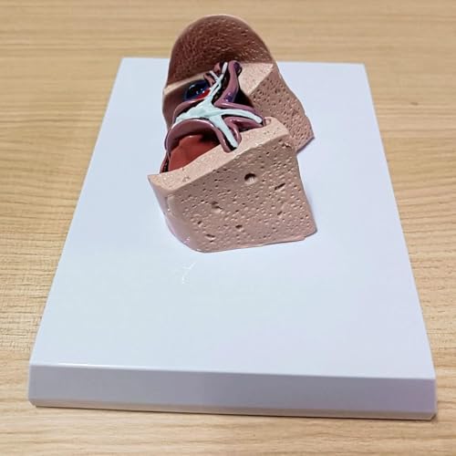 Medizinische Lernressourcen, Hundeherz- und Lungenmodell, Hundeherz, Hundeseidenraupenmodell, anatomisches PVC-Tierorgan, for die schulische Veterinärausbildung Medizinische Lernressourcen, Hundeherz- und Lungenmodell, Hundeherz, Hundeseidenraupenmodell, anatomisches PVC-Tierorgan, for die schulische Veterinärausbildung von RMJEZTQD