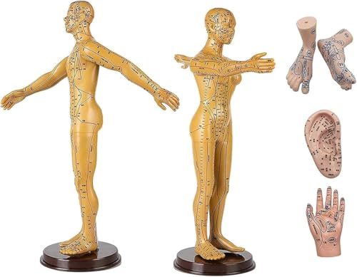 Medizinisches Bildungsmodell, menschliches Akupunkturmodell mit Akupunkturpunkten, anatomisches Akupunkturmodell for Mann und Frau, inkl. Ohren, Händen und Füßen, for den naturwissenschaftlichen Unter Medizinisches Bildungsmodell, menschliches Akupunkturmodell mit Akupunkturpunkten, anatomisches Akupunkturmodell for Mann und Frau, inkl. Ohren, Händen und Füßen, for den naturwissenschaftlichen Unter von RMJEZTQD