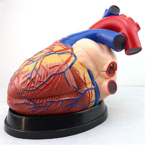 Menschliches Herzmodell, 3-fach vergrößertes anatomisches Modell des menschlichen Herzens, 3-teiliges anatomisches Herzmodell, anatomisch genaues Herzmodell, Anatomie des menschlichen Skeletts, pädago Menschliches Herzmodell, 3-fach vergrößertes anatomisches Modell des menschlichen Herzens, 3-teiliges anatomisches Herzmodell, anatomisch genaues Herzmodell, Anatomie des menschlichen Skeletts, pädago von RMJEZTQD