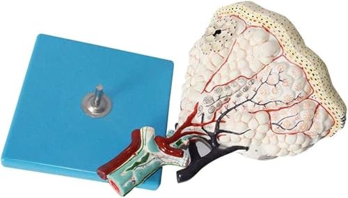 Menschliches Organmodell, Lungenanatomiemodell, vergrößertes Modell menschlicher Lungenläppchen, Lungenmodell der Atemwege, medizinisches Lungenmodell des Atmungssystems, Lehrmittel, insgesamt 25 digi Menschliches Organmodell, Lungenanatomiemodell, vergrößertes Modell menschlicher Lungenläppchen, Lungenmodell der Atemwege, medizinisches Lungenmodell des Atmungssystems, Lehrmittel, insgesamt 25 digi von RMJEZTQD