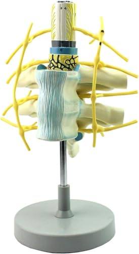 Modell der menschlichen Brustwirbelsäule, anatomisches Wirbelmodell des Brustrückenmarks, der Spinalnerven und des sympathischen Rumpfes, Wirbelsäulenmodell for die Ausbildung in menschlicher Anatomie Modell der menschlichen Brustwirbelsäule, anatomisches Wirbelmodell des Brustrückenmarks, der Spinalnerven und des sympathischen Rumpfes, Wirbelsäulenmodell for die Ausbildung in menschlicher Anatomie von RMJEZTQD
