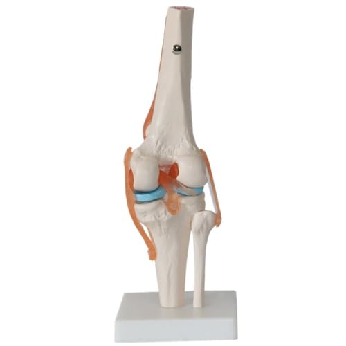 Modell des menschlichen Kniegelenks, wissenschaftliches Kniemodell mit Bändern und Muskeln, flexibles funktionelles Kniegelenkmodell des Menschen in Lebensgröße for Patientenaufklärung und Studien. von RMJEZTQD