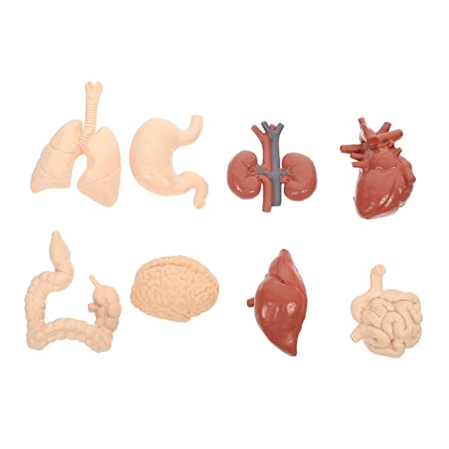 ROMISBABA 1 Satz Menschliches inneres Organmodell Modell der Organe Anatomiemodell des menschlichen Torsos Anatomie und Körper für kindergeschenke Lehrstütze Lehrhilfe PVC ROMISBABA 1 Satz Menschliches inneres Organmodell Modell der Organe Anatomiemodell des menschlichen Torsos Anatomie und Körper für kindergeschenke Lehrstütze Lehrhilfe PVC von ROMISBABA