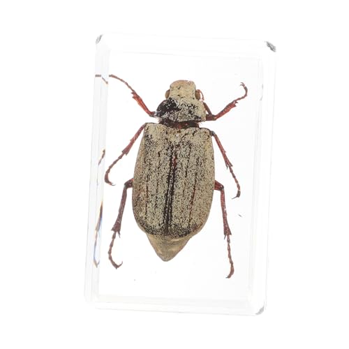 ROMISBABA 1 Stück Insektenexemplar Bezaubernde Exemplare Bernstein-insekten Lehrreich Bernsteinfarbene Exemplare Natürliche Bernsteinproben Bernstein Anhänger Bürodekorationen Harz ROMISBABA 1 Stück Insektenexemplar Bezaubernde Exemplare Bernstein-insekten Lehrreich Bernsteinfarbene Exemplare Natürliche Bernsteinproben Bernstein Anhänger Bürodekorationen Harz von ROMISBABA