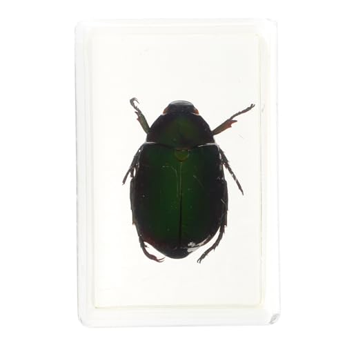 ROMISBABA 1 Stück Insektenexemplar Proben Exemplare Lehrwerkzeug Ausbildung adhatoda vasica kalanchoe Maikäfer Insektenpräparate Tierpräparate Bürodekorationen Desktop -Verzierungen Harz von ROMISBABA