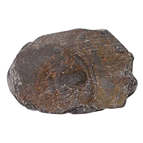 ROMISBABA 1 Stück Trilobiten Dekoration Sammlerstück für Unterricht und Wissenschaftliche Experimente Desktop Ornament für Bildung und Dekoration von ROMISBABA
