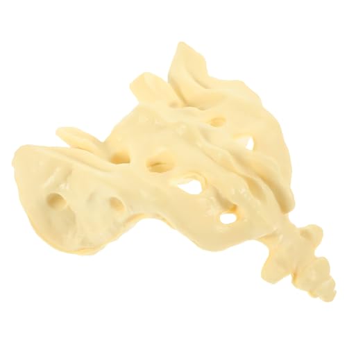 ROMISBABA 1Stück Modell Des Menschlichen Kreuzbeins Anatomisches Skelettmodell für Medizinische Ausbildung Lehrzwecke Lebensgroße Darstellung Langlebig Leicht ROMISBABA 1Stück Modell Des Menschlichen Kreuzbeins Anatomisches Skelettmodell für Medizinische Ausbildung Lehrzwecke Lebensgroße Darstellung Langlebig Leicht von ROMISBABA