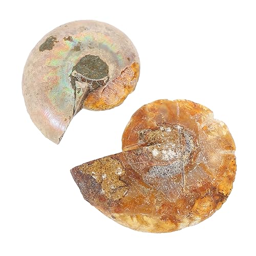 ROMISBABA 2 Stück Ammonit- -Marke fossilien bürodeko Fossilien Sammlung Fossilien Dekoration paläontologie Erwachsene Exemplare versteinerte Ammonitenprobe Desktop-Ornament von ROMISBABA