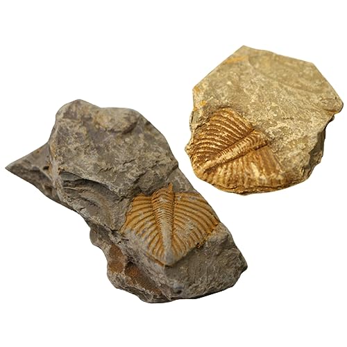 ROMISBABA 2 Stück Trilobiten- Pädagogisches Desktop-ornament Schmuck Schüler Unterrichten Trilobit-probe Dekoration Simulationsmodell Modell von ROMISBABA