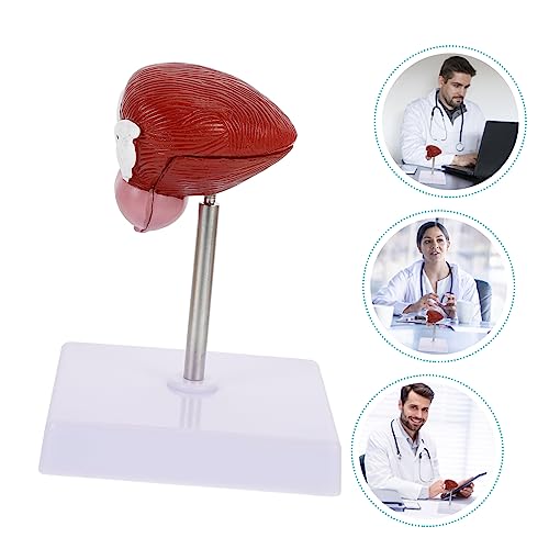 ROMISBABA Anatomisches Blasenmodell für Unterricht Plastisches Teiliges Medizinisches Lehrmittel Lebensecht und Farblich Realistisch Geeignet als Schul und Klassenzimmer Lehrhilfe ROMISBABA Anatomisches Blasenmodell für Unterricht Plastisches Teiliges Medizinisches Lehrmittel Lebensecht und Farblich Realistisch Geeignet als Schul und Klassenzimmer Lehrhilfe von ROMISBABA