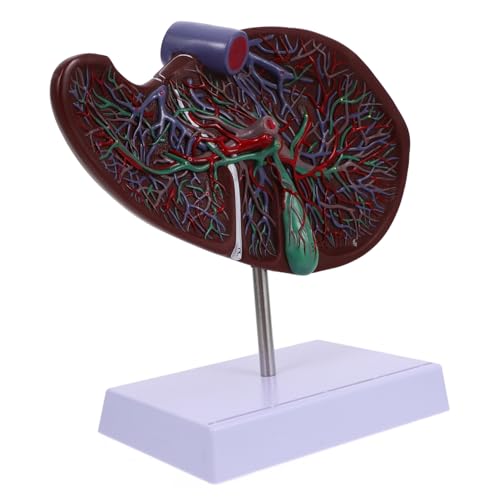 ROMISBABA Anatomisches Lebermodell für Unterricht Realistisches Lehrmodell aus Hochwertigem für und Medizinische Ausbildung Langlebig und Praktisch ROMISBABA Anatomisches Lebermodell für Unterricht Realistisches Lehrmodell aus Hochwertigem für und Medizinische Ausbildung Langlebig und Praktisch von ROMISBABA