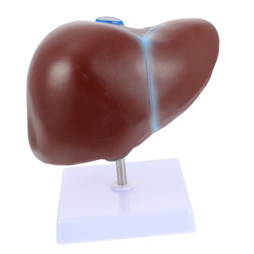 ROMISBABA Anatomisches Lebermodell mit Sockel Menschliches Normales Lebermodell für Medizinische Lehre Detailliertes Langlebiges Lernmodell für Studenten und Lehrer von ROMISBABA