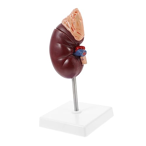 ROMISBABA Anatomisches Nierenmodell mit Nebennieren Organmodell für Biologieunterricht und Medizinische Ausbildung Abnehmbar Detailreich für und Krankenhäuser ROMISBABA Anatomisches Nierenmodell mit Nebennieren Organmodell für Biologieunterricht und Medizinische Ausbildung Abnehmbar Detailreich für und Krankenhäuser von ROMISBABA
