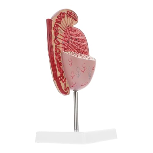 ROMISBABA Hodenmodell schaufensterpuppe Modell der anatomischen Organe Anatomiemodell Biologie Demonstrationsmodell Lehrmodell Medizinstudium reproduktive Dissektion Biologieunterricht PVC von ROMISBABA