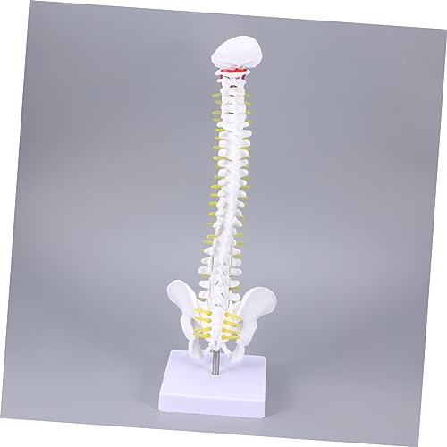 ROMISBABA Menschliches Wirbelsäulenmodell aus Anatomisches Trainingsmodell für Krankenpfleger und Medizinstudenten Detaillierte Darstellung von Wirbelsäule und Nerven ROMISBABA Menschliches Wirbelsäulenmodell aus Anatomisches Trainingsmodell für Krankenpfleger und Medizinstudenten Detaillierte Darstellung von Wirbelsäule und Nerven von ROMISBABA