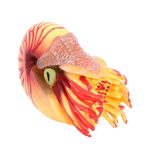 ROMISBABA Muschel Ornament Simulation Meerestier Meerestiermodell Meerestierverzierung Nautilus- Lebensechtes Nautilus-Modell Simulation Von Tierspielzeug Plastik ROMISBABA Muschel Ornament Simulation Meerestier Meerestiermodell Meerestierverzierung Nautilus- Lebensechtes Nautilus-Modell Simulation Von Tierspielzeug Plastik von ROMISBABA