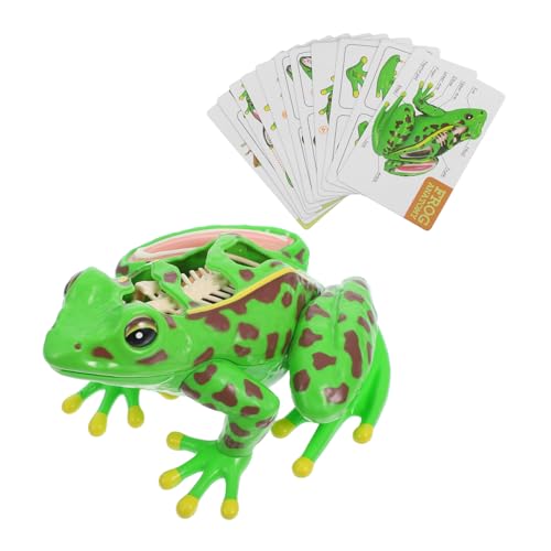 ROMISBABA Realistisches Frosch Seziermodell zum Lernen Biologie Sicher Abnehmbar Simuliert Interaktiv Fördert Beobachtung und Lernfähigkeiten für Schulprojekte von ROMISBABA