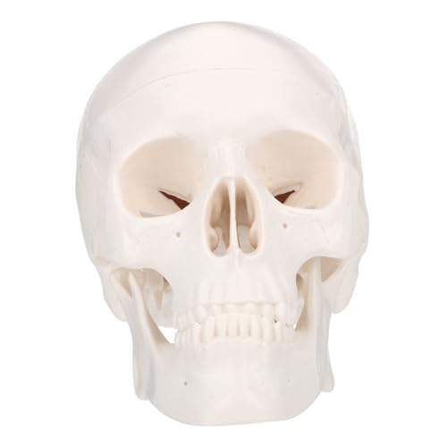 ROMISBABA Schädel Anatomisches Modell Kunststoff mit Abnehmbarem Unterkiefer Detailliertes Desktop Schädel Skelett für Anatomieunterricht Künstler Lernspielzeug Präzise Augenhöhlen und ROMISBABA Schädel Anatomisches Modell Kunststoff mit Abnehmbarem Unterkiefer Detailliertes Desktop Schädel Skelett für Anatomieunterricht Künstler Lernspielzeug Präzise Augenhöhlen und von ROMISBABA