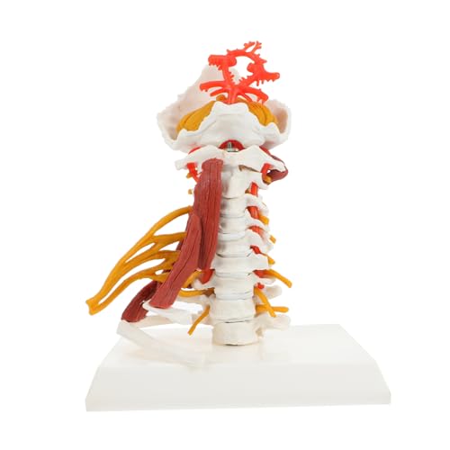 ROMISBABA Skelett Skelettmodell Zervikales Modell Medizinisches Modell Der Halswirbelsäule Halswirbel Menschliches Modell Halswirbelsäulenmodell Anzeigen Lehre Halswirbelmodell Pvc ROMISBABA Skelett Skelettmodell Zervikales Modell Medizinisches Modell Der Halswirbelsäule Halswirbel Menschliches Modell Halswirbelsäulenmodell Anzeigen Lehre Halswirbelmodell Pvc von ROMISBABA