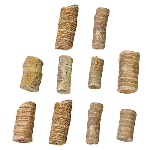 RORPOIR 10St Crinoid-Stamm- fossilien wohnungseinrichtung Fossilien-Display Meerlilie Fossilien Meerestiere-Fossilien Schmuck Schüler unterrichten Kinderspielzeug Lehrmittel RORPOIR 10St Crinoid-Stamm- fossilien wohnungseinrichtung Fossilien-Display Meerlilie Fossilien Meerestiere-Fossilien Schmuck Schüler unterrichten Kinderspielzeug Lehrmittel von RORPOIR