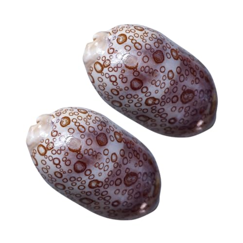 RORPOIR 2 Stück Cowrie Muscheln Glatte Dekoration für Aquarien DIY Schmuck für Kreative Handarbeiten Heimdekoration Farben Zufällig Zufällige Farbe Zufällige Farbe RORPOIR 2 Stück Cowrie Muscheln Glatte Dekoration für Aquarien DIY Schmuck für Kreative Handarbeiten Heimdekoration Farben Zufällig Zufällige Farbe Zufällige Farbe von RORPOIR