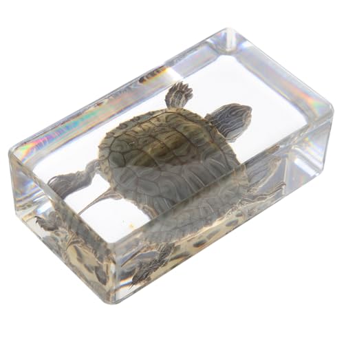 RORPOIR Schildkrötenmodell aus Resin Dekorative Schildkrötenfigur Pädagogisches Exemplar Vielseitiges für Tischdekoration für Klassenzimmer RORPOIR Schildkrötenmodell aus Resin Dekorative Schildkrötenfigur Pädagogisches Exemplar Vielseitiges für Tischdekoration für Klassenzimmer von RORPOIR