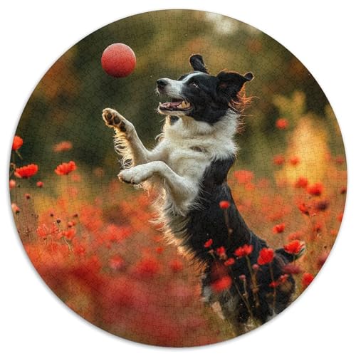 Der Border Collie 1000 Stück Puzzle Rund Puzzles Erwachsene Und Kinder Lernspiel Rätsel Teiliges Clevere Voller Größe Geschenk Poster Spiel 1000pcs (67.5x67.5cm) von RTTASVLZX
