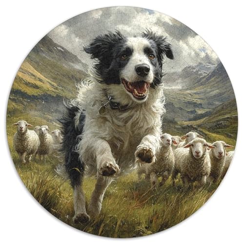 Der Border Collie Puzzle 1000 Teile Rund Puzzles Erwachsene Und Kinder Spielabende Lernen Fordernde Kleinkinder Heraus Große Ostereiern Boden 1000pcs (67.5x67.5cm) von RTTASVLZX