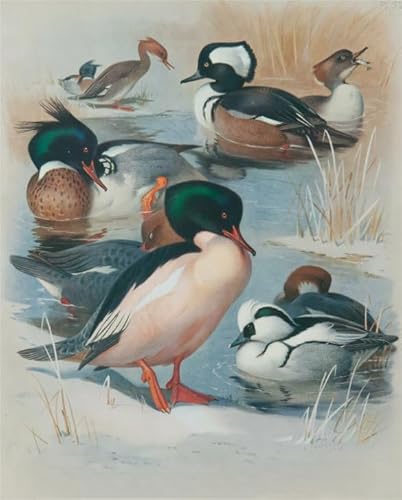 1000 Teile Puzzle,Farm Animal Ducks Paintings,Different Abstract Puzzle,Memory Spiele Für Erwachsene,Lernspielzeug Für Familien Plakate,Wand Kunst Dekoration Yq358Zy von RUIYANMQ