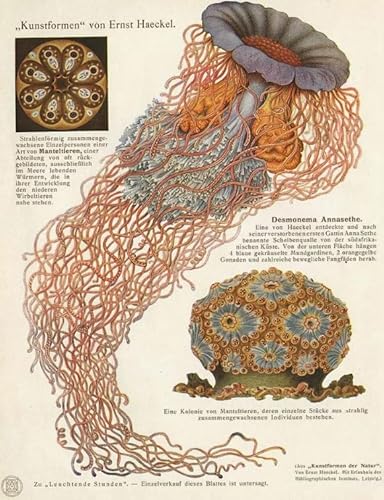 1000 Teile - Sea Animals Jellyfishs Kunst Plakate - Buntes Puzzle - Lernspielzeug Für Adult - Familie Spaß Herausforderung Spielzeug Wd01Zt von RUIYANMQ